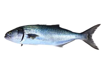 pescare il pesce serra
