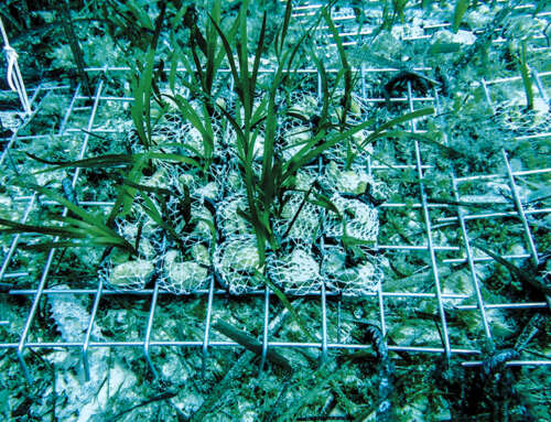 Innesto sperimentale di piantine di Posidonia oceanica effettuato alle Isole Egadi
