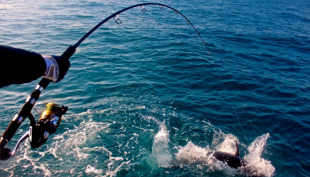 Codice della nautica da diporto aggiornato - Pesca sportiva - Nautica