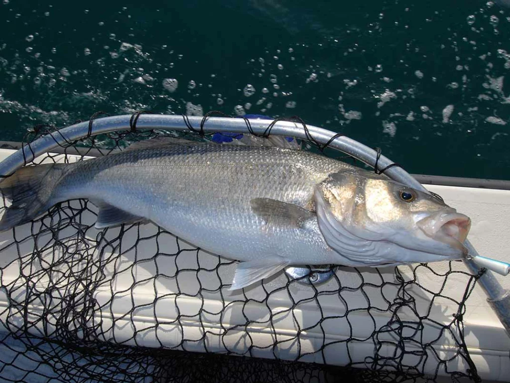 Pesca mar adentro - Roma del Mar