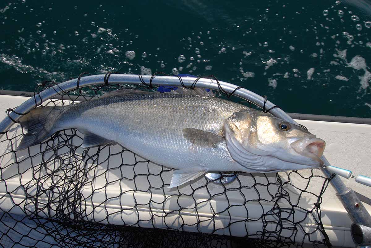 pesca spigola