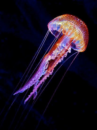 medusa-pelagia-Noctiluca-pericolosa