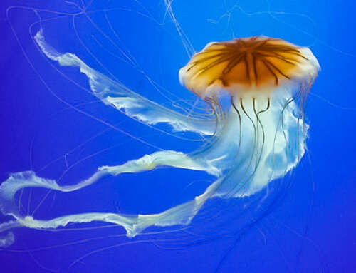 MEDITERRANEO: PERCHÉ CI SONO TANTE MEDUSE?