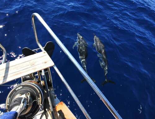 SEGNALATE GLI AVVISTAMENTI DI CETACEI, AIUTATE LA RICERCA