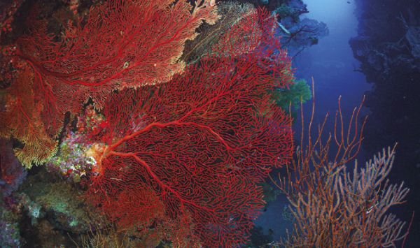 Il mare delle Isole della Lealtà