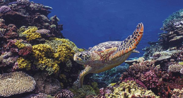 Il mare delle Isole della Lealtà