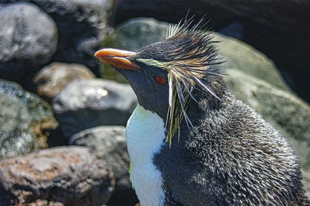 pinguino crestato di Moseley