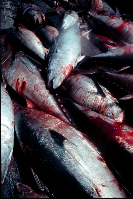 La mattanza dei tonni