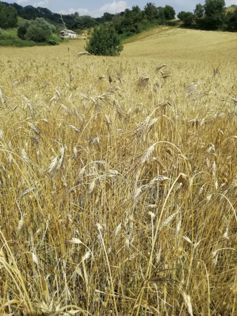 Grano Sig Capelli