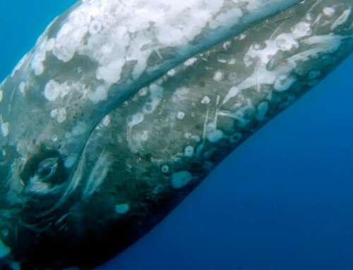 Una balena grigia nel Mediterraneo