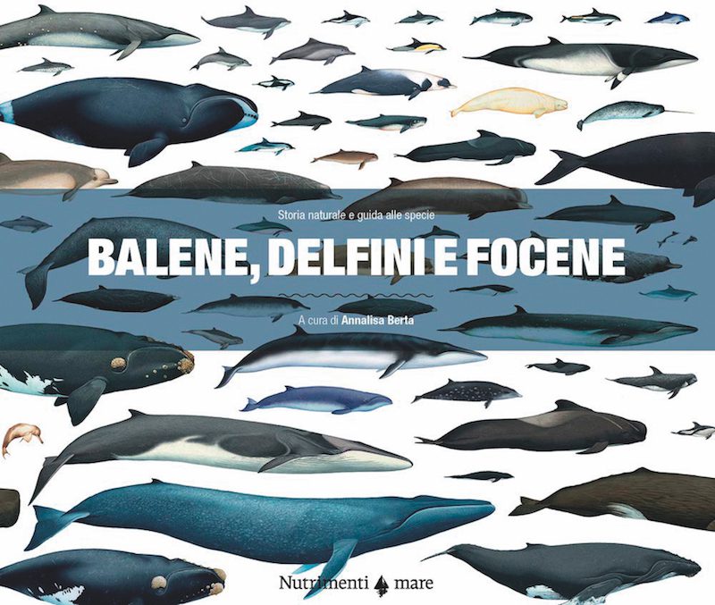 cetacei