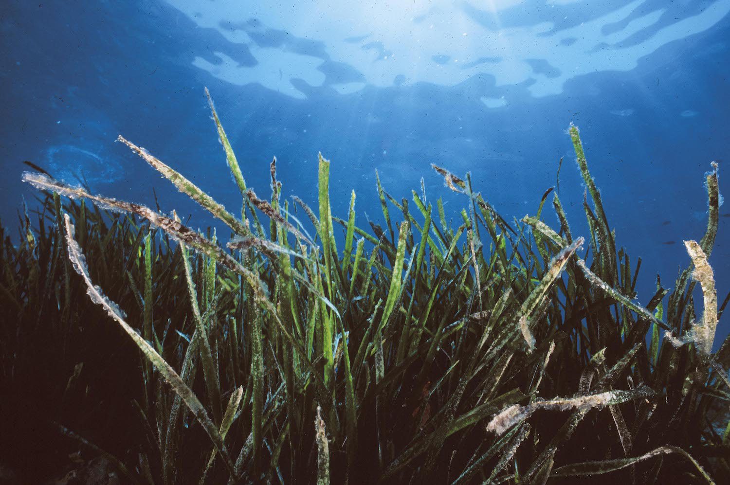 posidonia