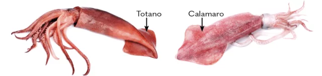 totano-vs-calamaro