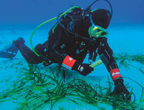 Un progetto a tutela della posidonia  nel Mediterraneo