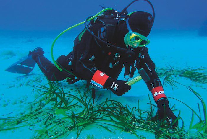 posidonia