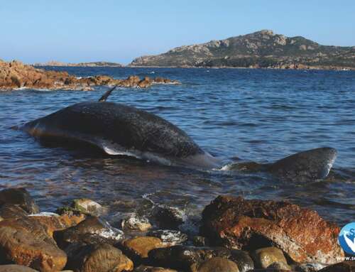 Capodogli in mostra, a tutela della fauna marina
