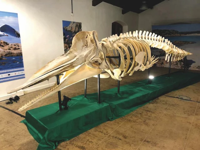 scheletro Romantica Nereide