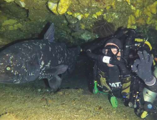 I fossili viventi: sono un pesce… e vengo da lontano