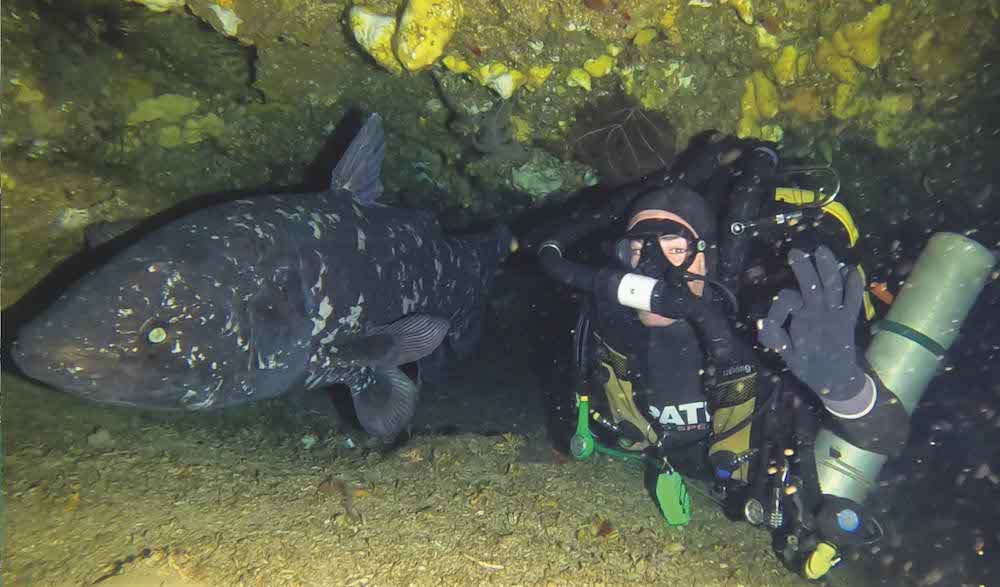 celacanto