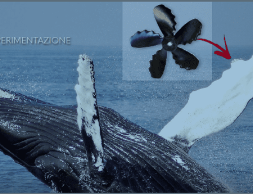 Studio e sperimentazione: imitando la natura, eliche bio-ispirate