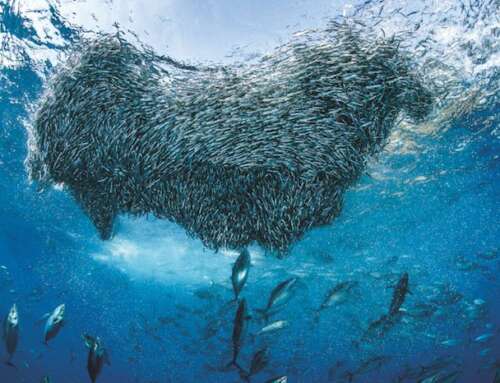 Le grandi migrazioni marine: Il moto perpetuo