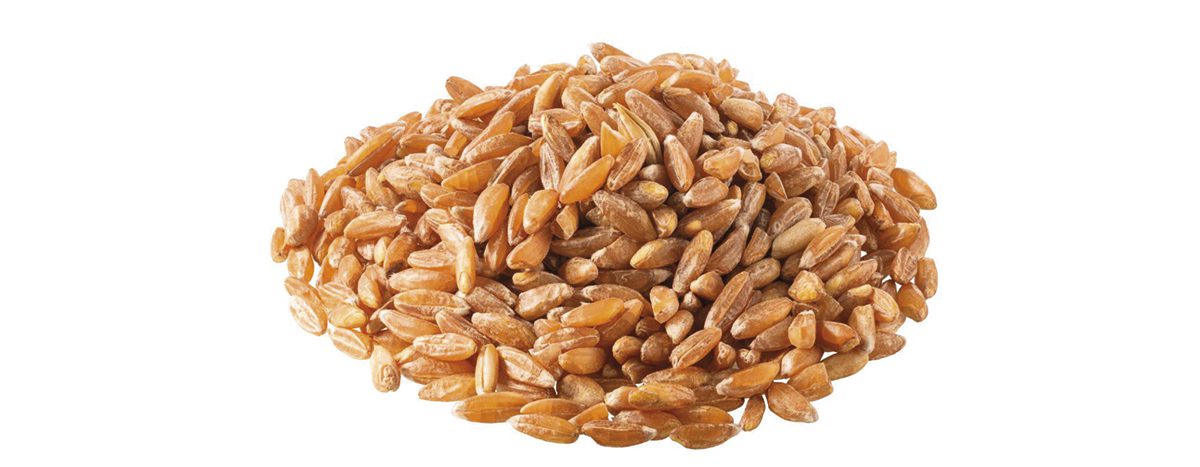 farro