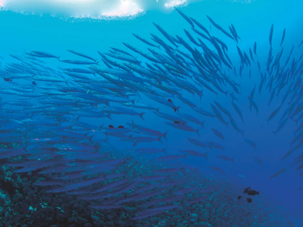 protezione mare