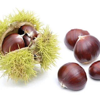 castagne-riccio copia
