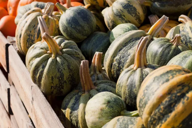 zucca-tonda-padana-web