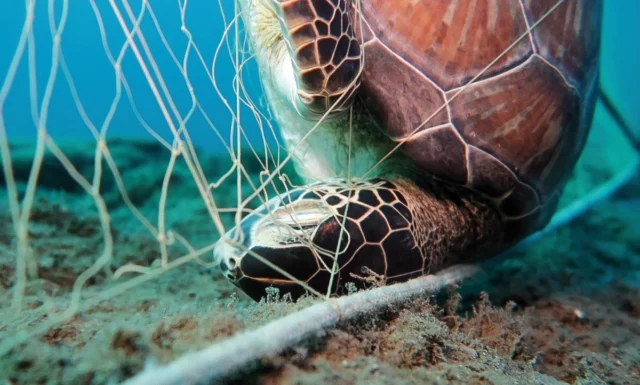 tartaruga prigioniera di rete da pescatori