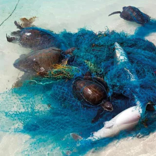 tartarughe e squali nelle reti