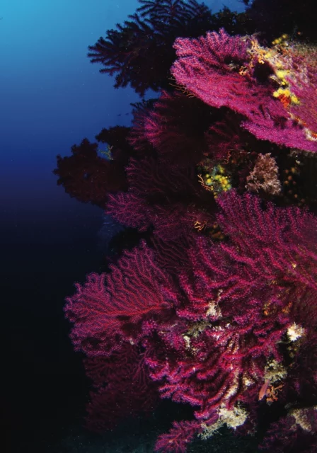 Gorgonia mediterranea
