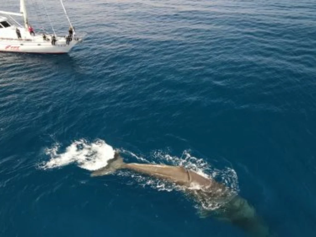 FPT Industrial fornisce motori all'Istituto Tethys per proteggere i cetacei nel Santuario Pelagos in Mediterraneo. Sostenibilità e biodiversità marina.