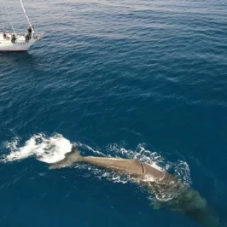 FPT Industrial fornisce motori all'Istituto Tethys per proteggere i cetacei nel Santuario Pelagos in Mediterraneo. Sostenibilità e biodiversità marina.