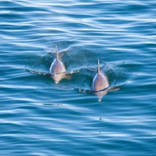 sailwiz.delfini