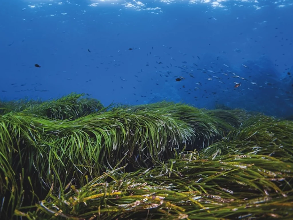 Posidonia