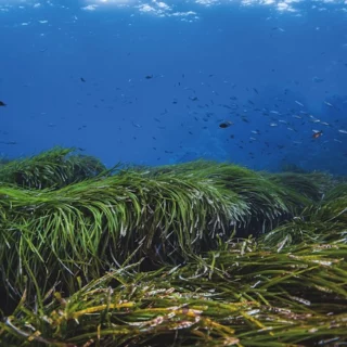 Posidonia