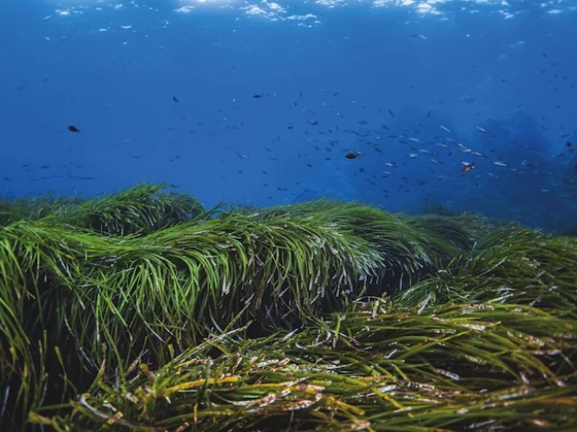Posidonia