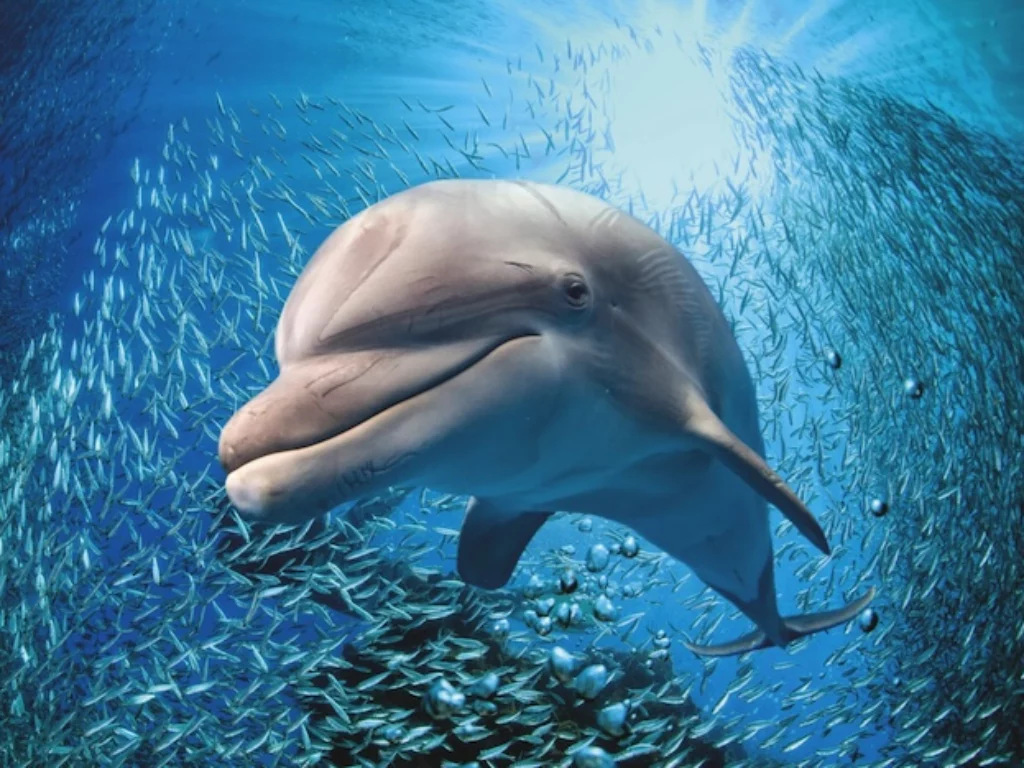 delfino