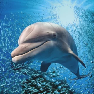 delfino