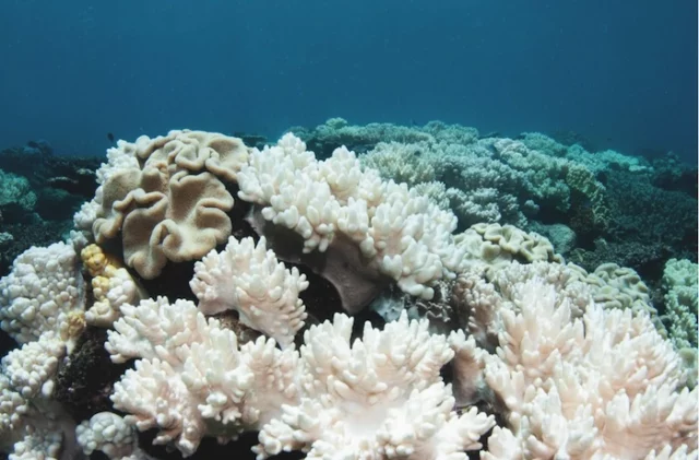acidificazione degli oceani