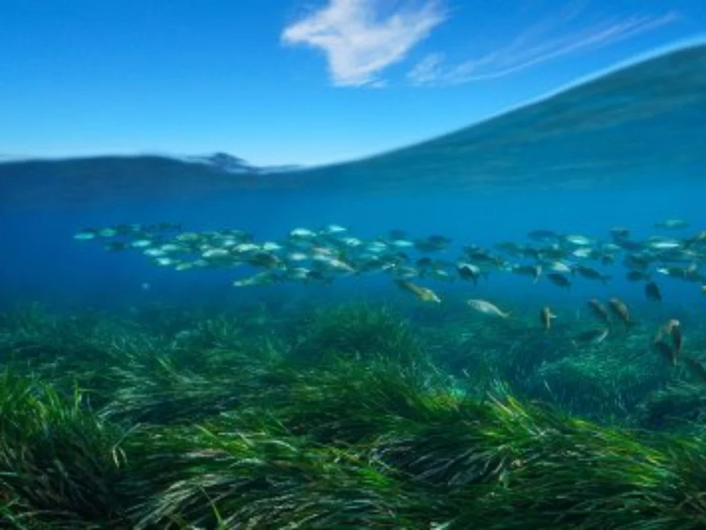 FPT Industrial supporta Blue Forest di One Ocean Foundation per ripristinare le praterie di Posidonia oceanica mediterranee