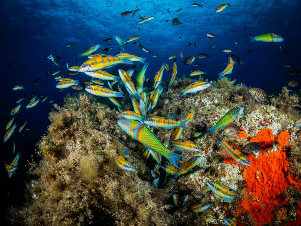 Partecipa ai concorsi fotografici gratuiti del Mediterraneo 2025. Vinci escursioni e gadget immortalando la biodiversità