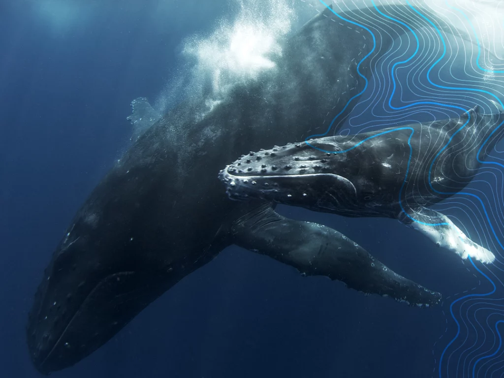North Sails e IFAW lanciano Whale Alert 4.0: l'app gratuita per segnalare balene e prevenire collisioni navali in Europa