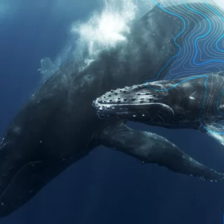 North Sails e IFAW lanciano Whale Alert 4.0: l'app gratuita per segnalare balene e prevenire collisioni navali in Europa