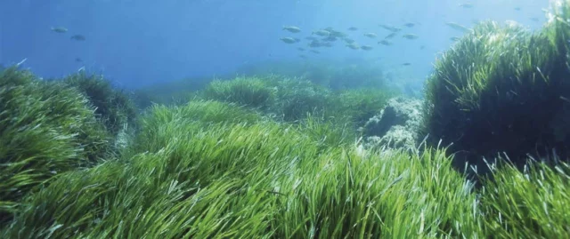 Posidonia